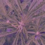 Blue dream strain